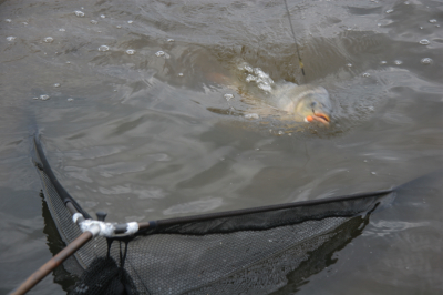 http://www.carptime.ru/alboms/3/6555/b.jpg