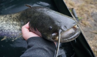 14_catfish.JPG